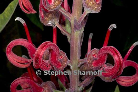 lobelia tupa 3 graphic